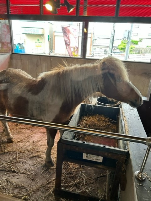 ポニーちゃんと戯れました