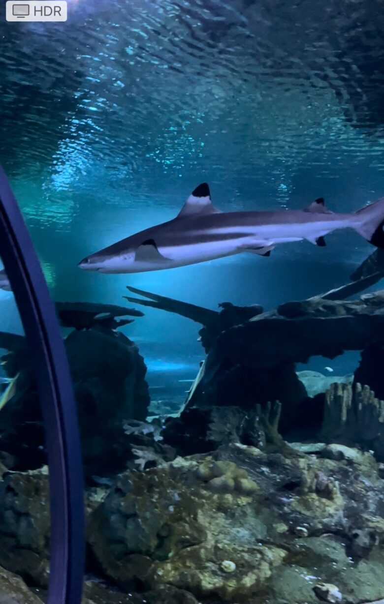 グアム　水族館