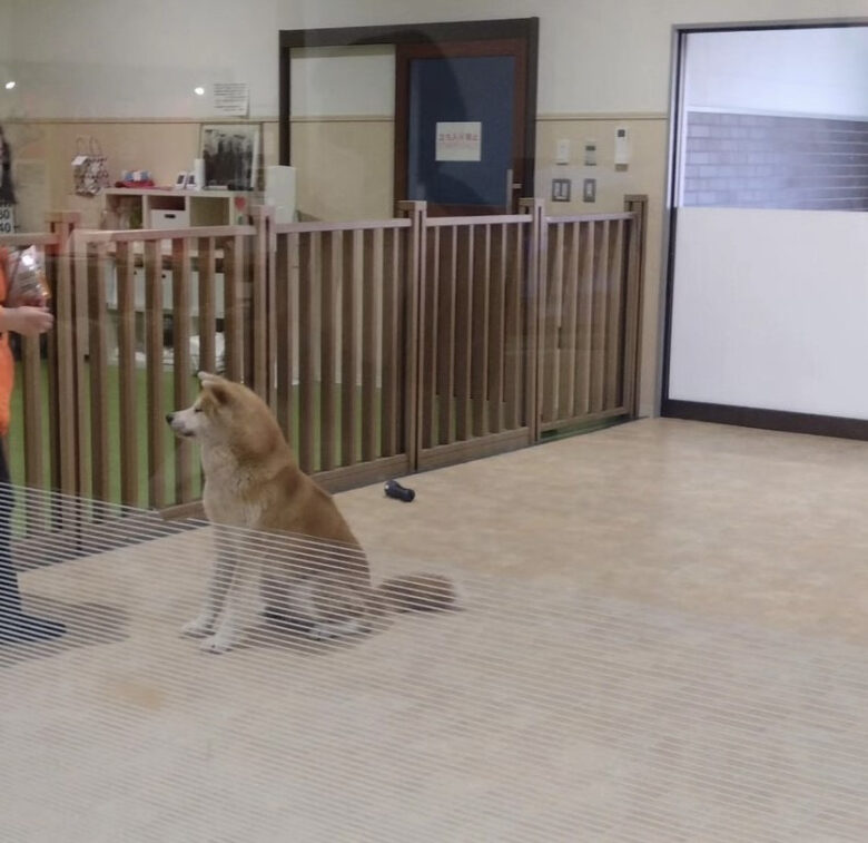 秋田犬展示室