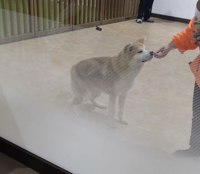 秋田犬展示室