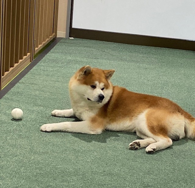 秋田犬展示室