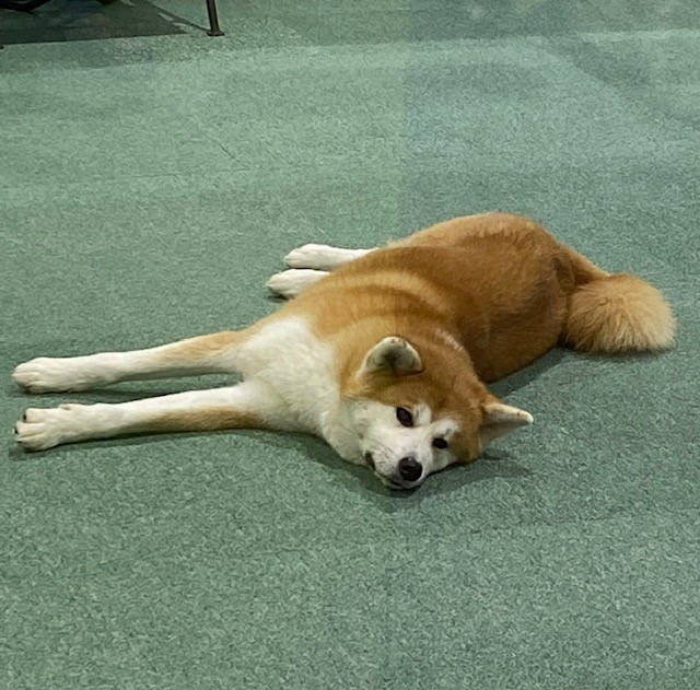 秋田犬展示室